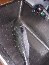 2006index007007.jpg