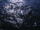 2006index012002.jpg